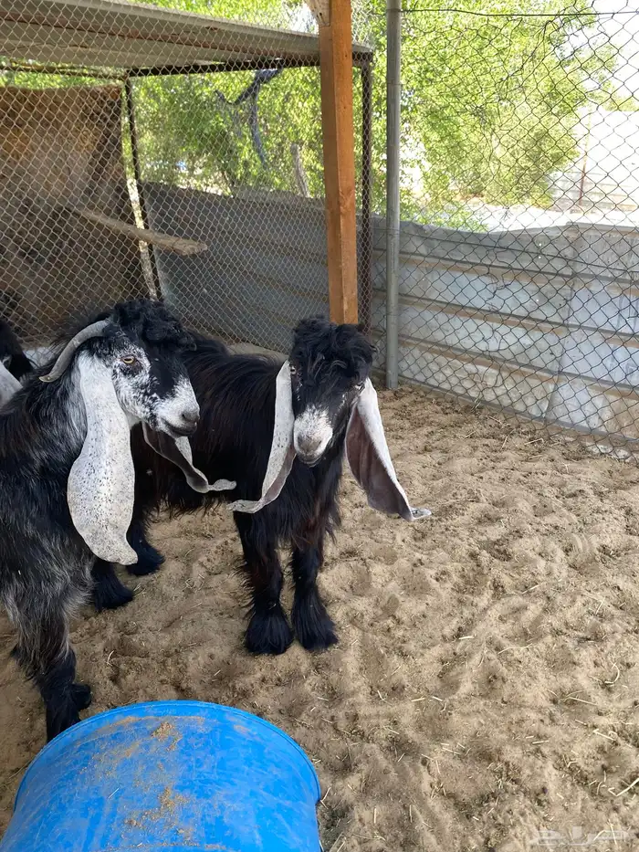 تيوس عوارض مشاريع للبيع 2