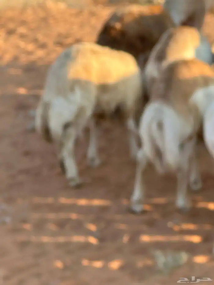 رفيد جذعان مرابي طب وتخير 53