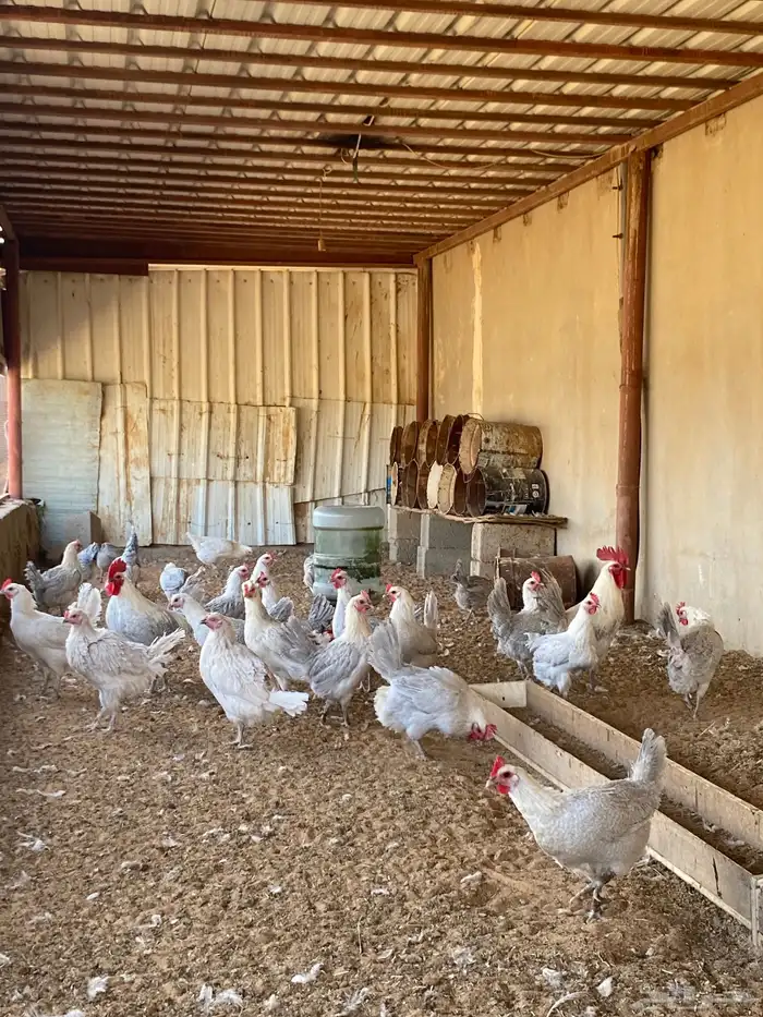 دجاج فيومي المنيوم بياض 2