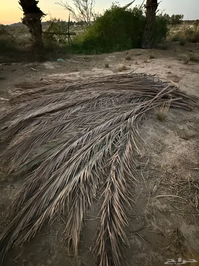 جريد سعف نخل 5