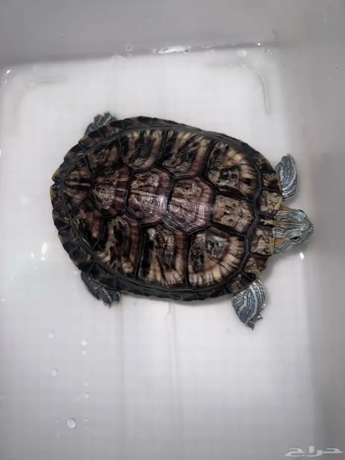 سلحفاه مائبه 1