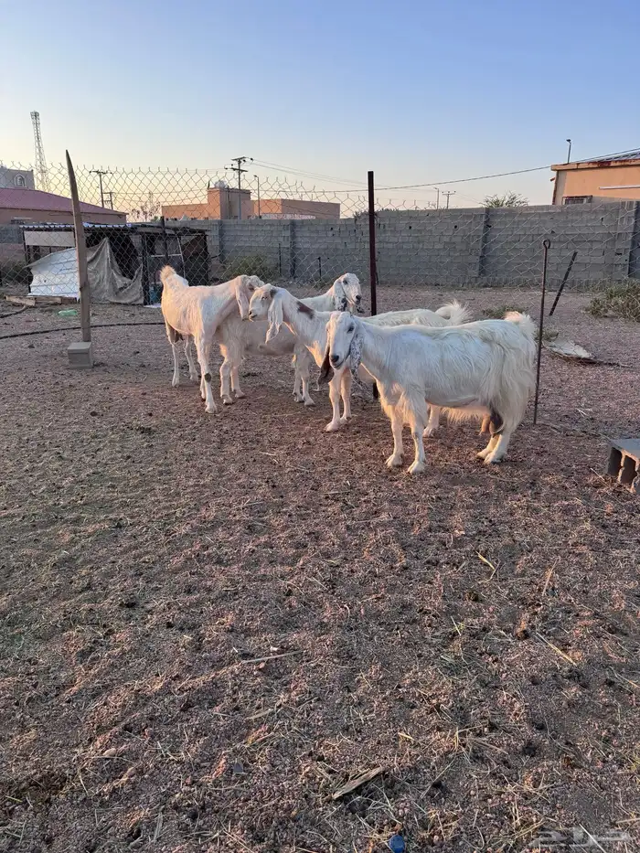 معزا مصريات جم دفيع وحليب 5