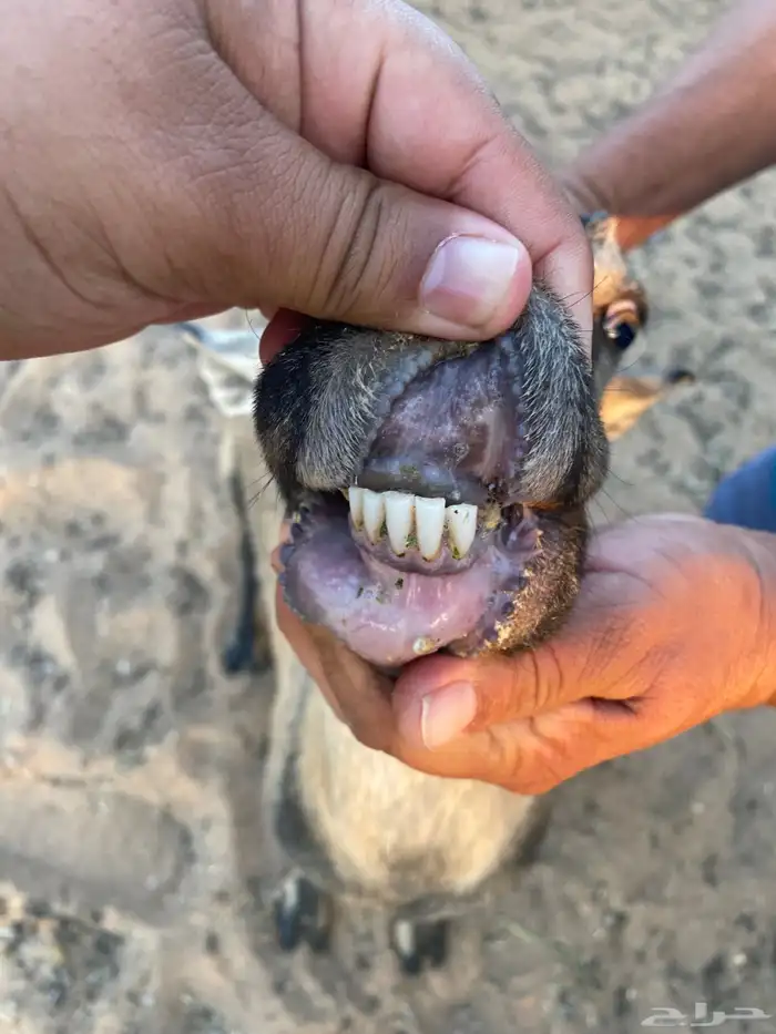 عنز جنوبيه حايل 0