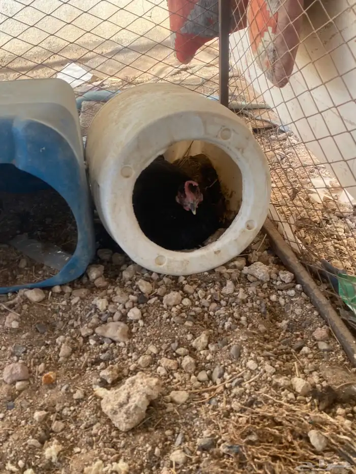 دجاجه رقادة تركي 0