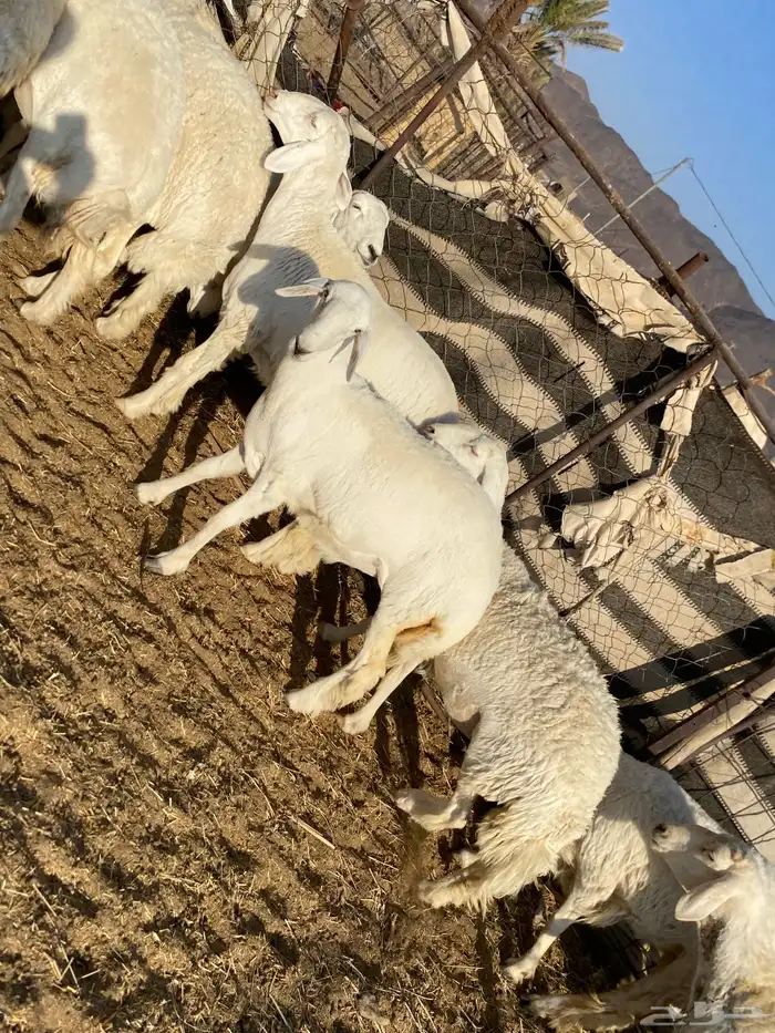 جذعات دفيع صنف الصنف 24