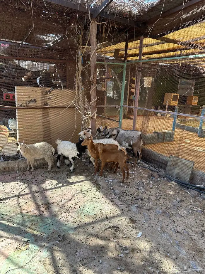 تيوس للبيع 13