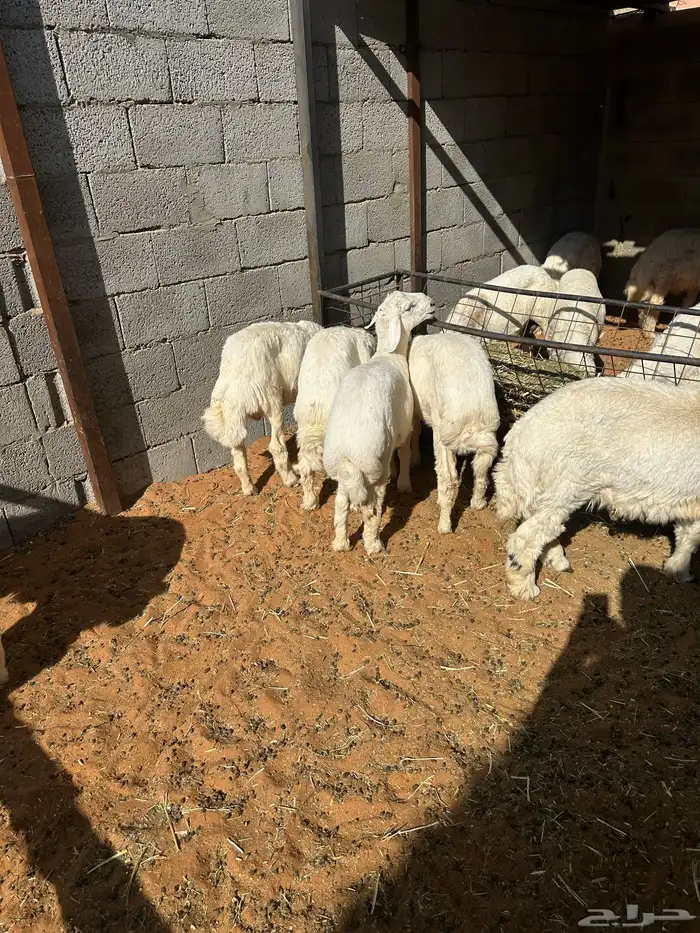 خرفان حريه اعمارها 3-4 شهور عدد 20 البيع جمله وتفريد 0