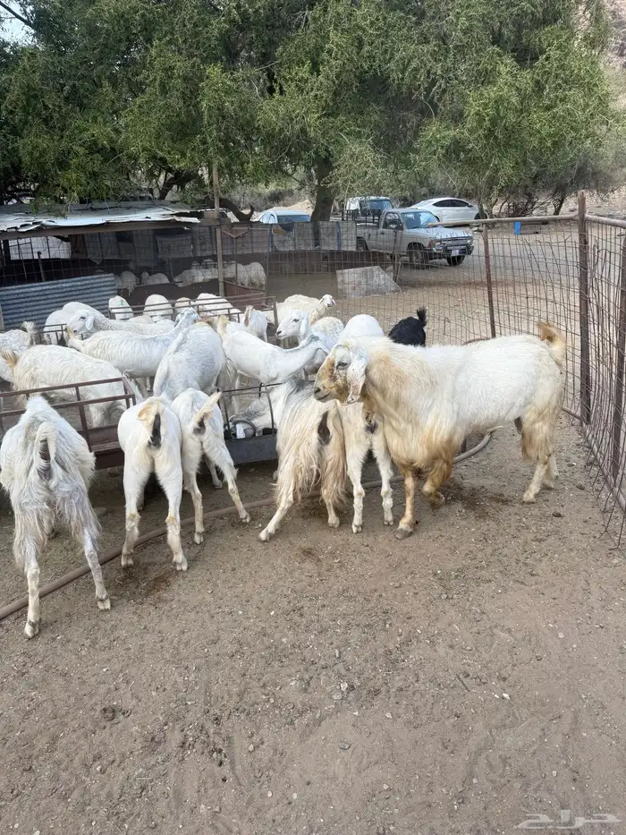 غنم البيع العدد 75 تحتها 8 6