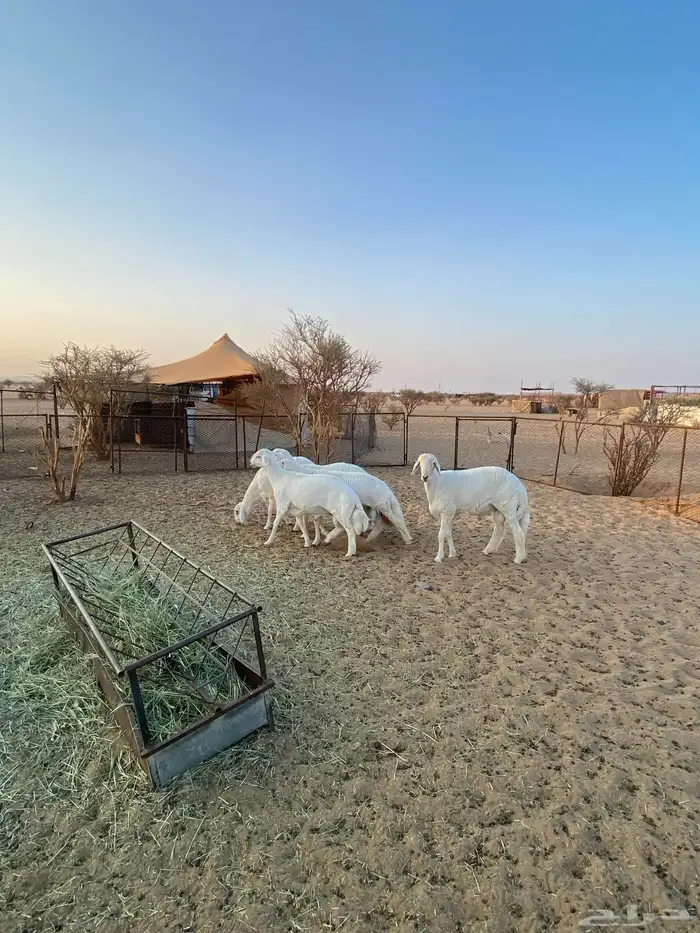 طليان مناسبات 1