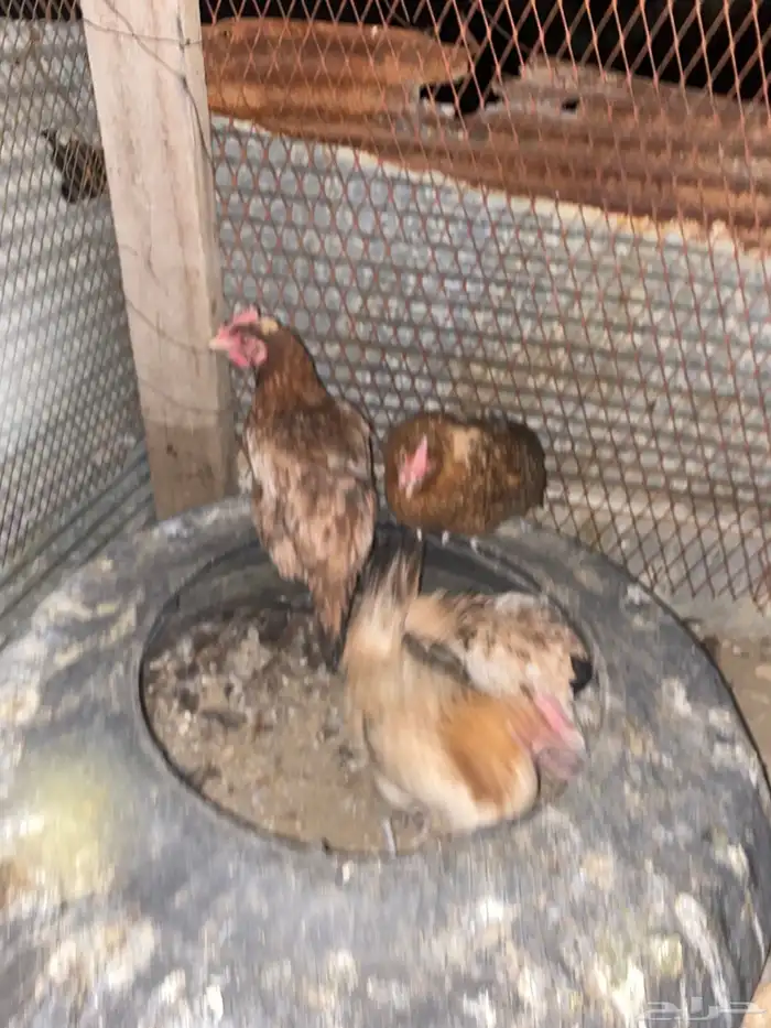 دجاج بلدي فري الوان حمر فواتح بياض شرط 14