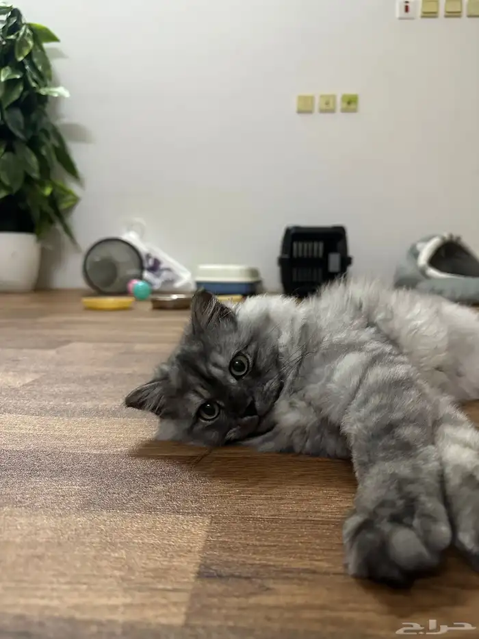 للبيع قط ذكر شيرازي 1