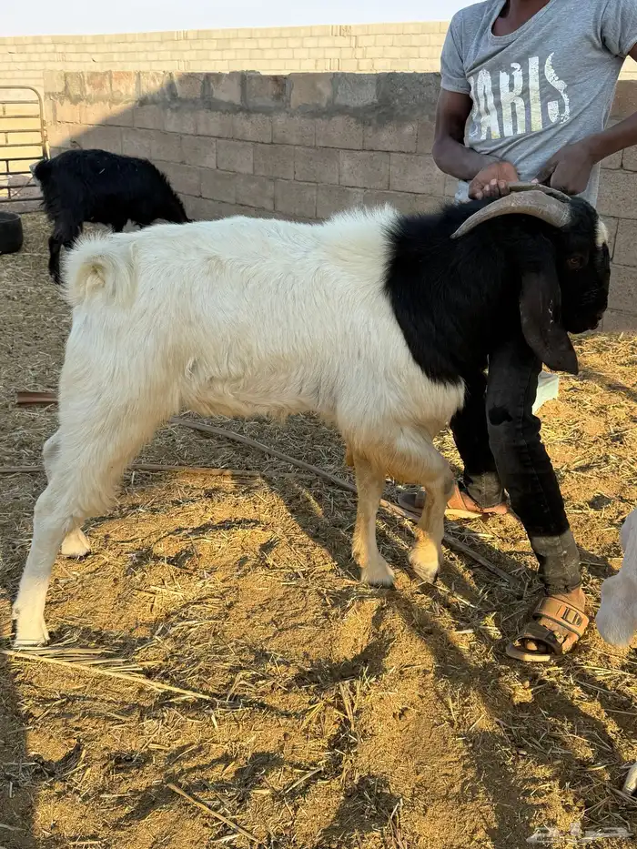 فحول هجين بورقت مستوى طيب 4