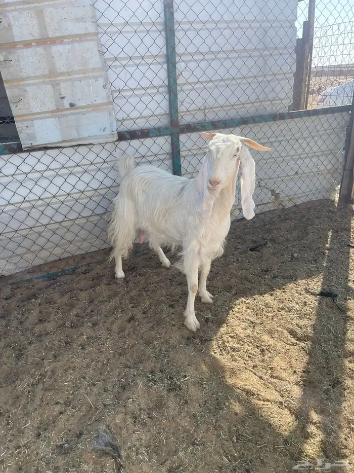 عنز جرم كفو دافع 6