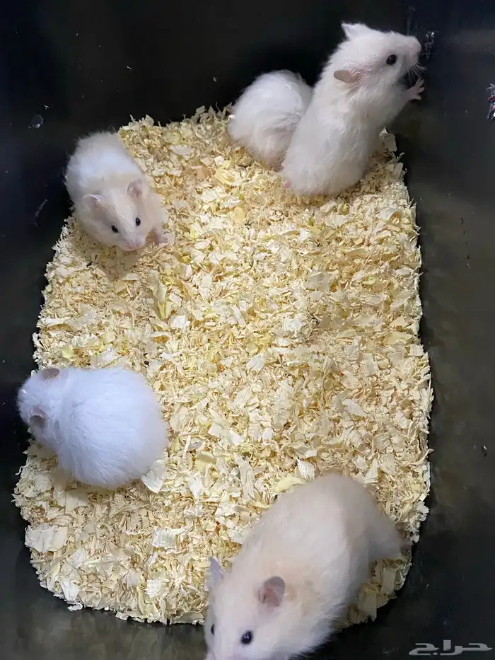 هامسترات للبيع 3