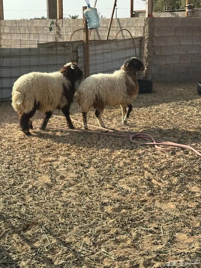 خرفان نعيم طيبات ( تم البيع ) 0