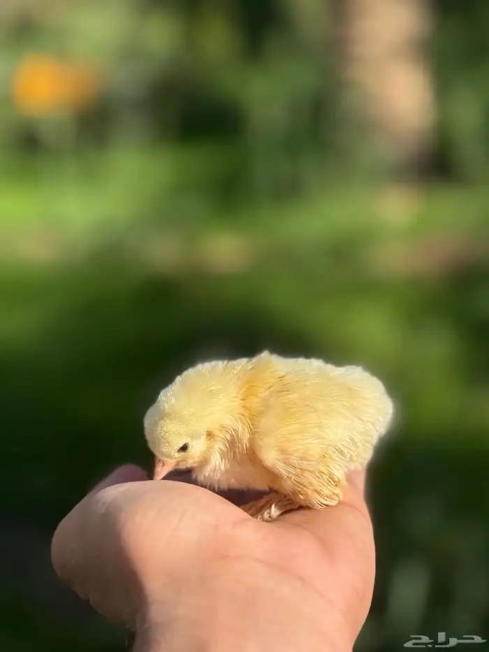 براهما - صيصان ابيض صك - اطباق بيض 2