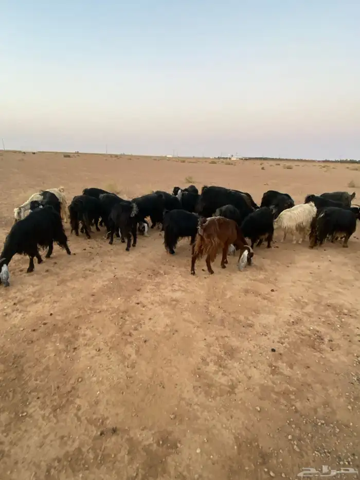 للبيع معزا 3