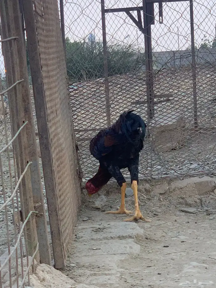 ديك باكستاني 1