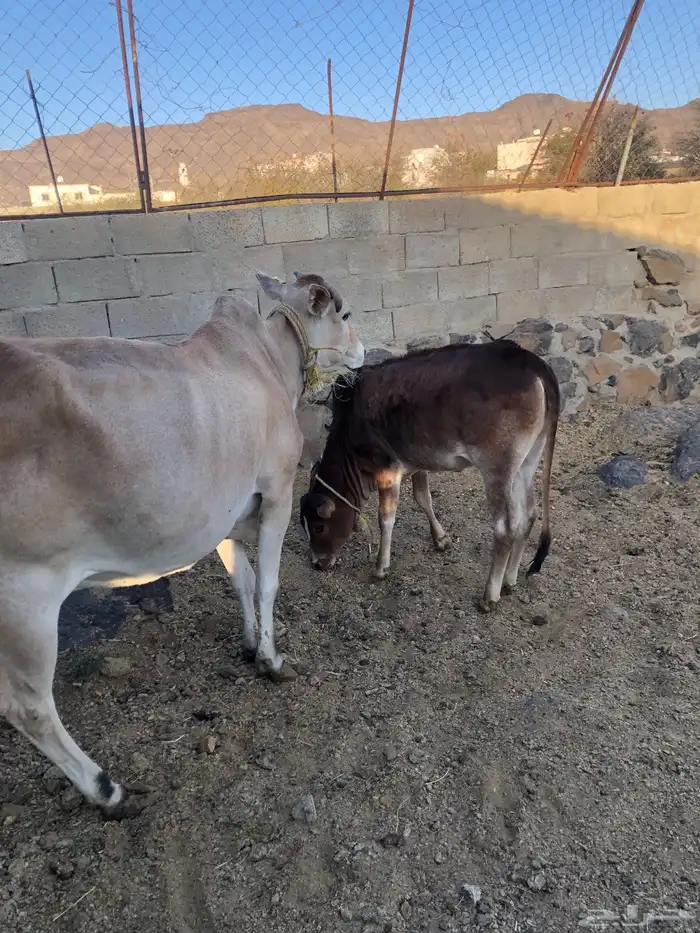 بقره هاديه تحتها حسيلة 0