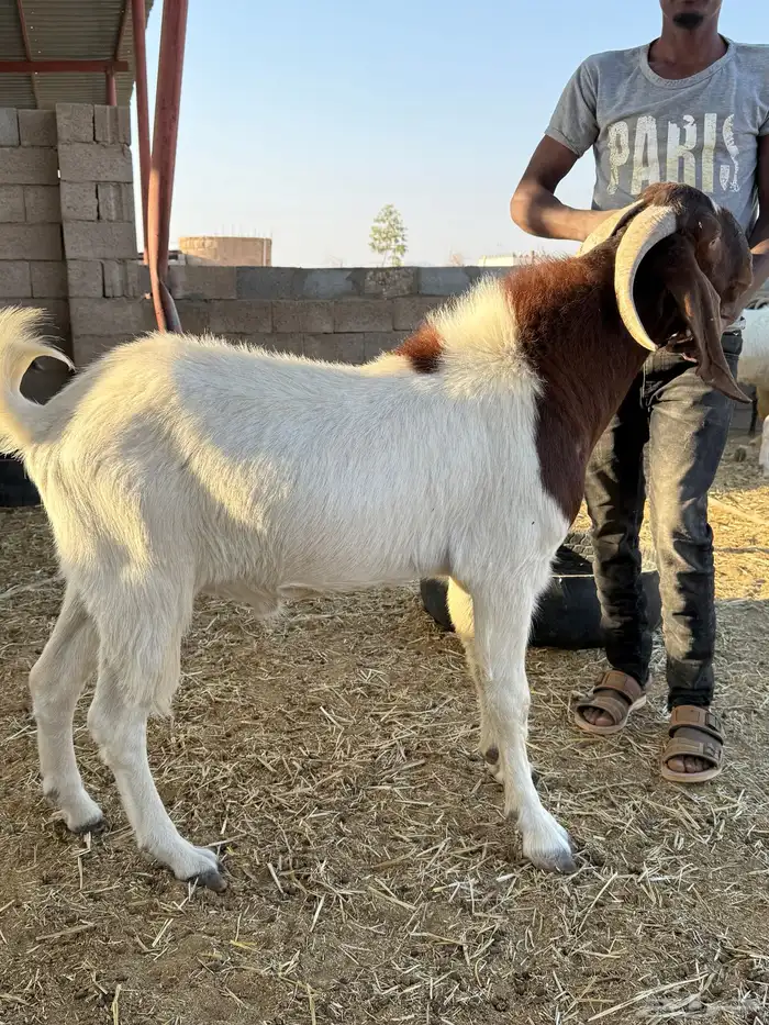 فحول هجين بورقت مستوى طيب 0