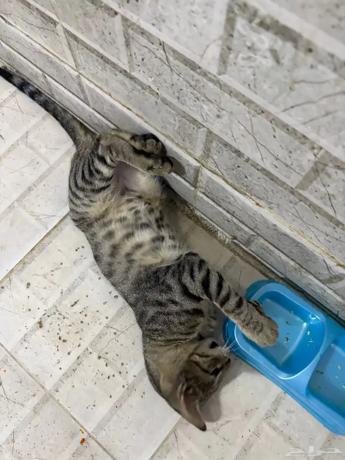 قطط للتبني 20