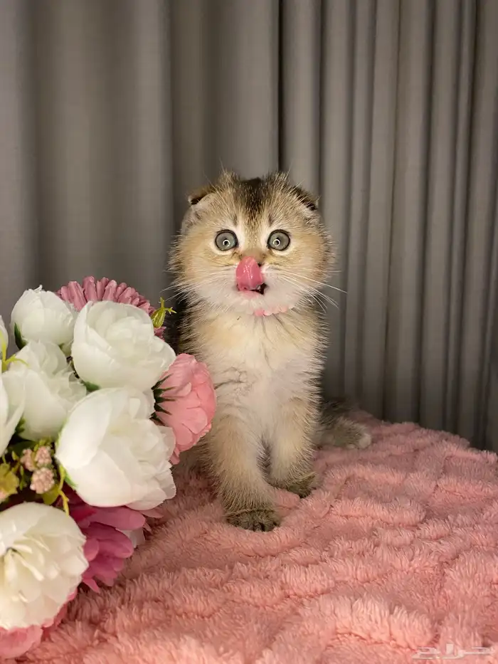 قطط كيتن سكوتش تربل فولد للبيع 1