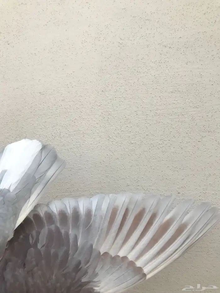 قطايف عرق الدمويات 18