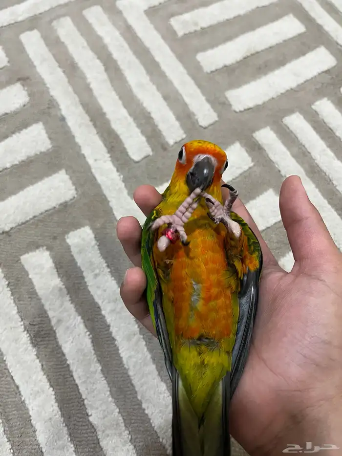 صن كنيور اليف هدد خارجي نشبه 1