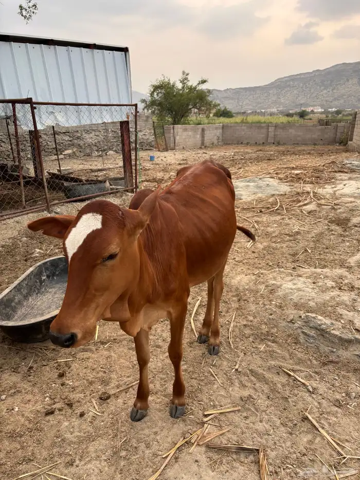 حسيل عمره 5شهور 2