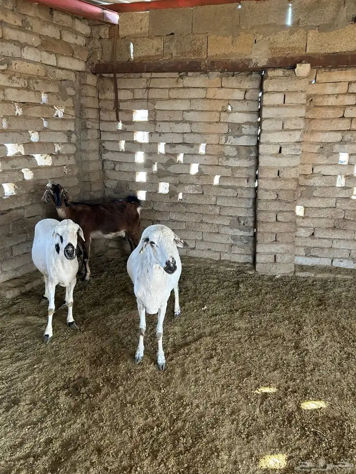 تهامة الباحه الحجره 0