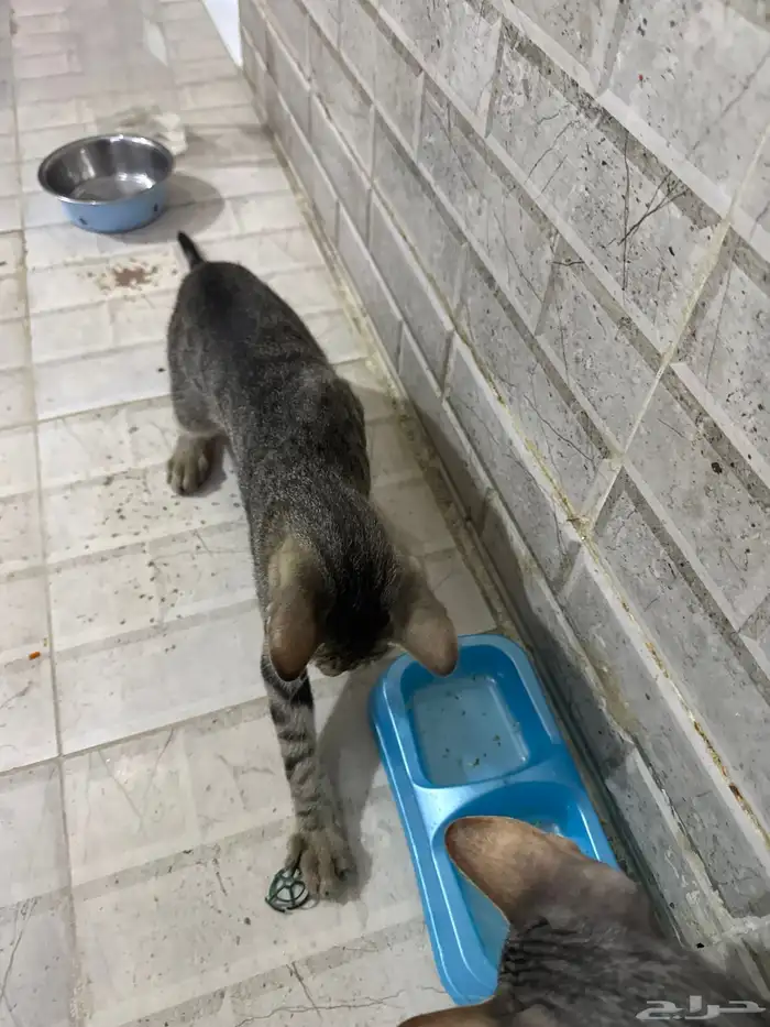 قطط للتبني 5