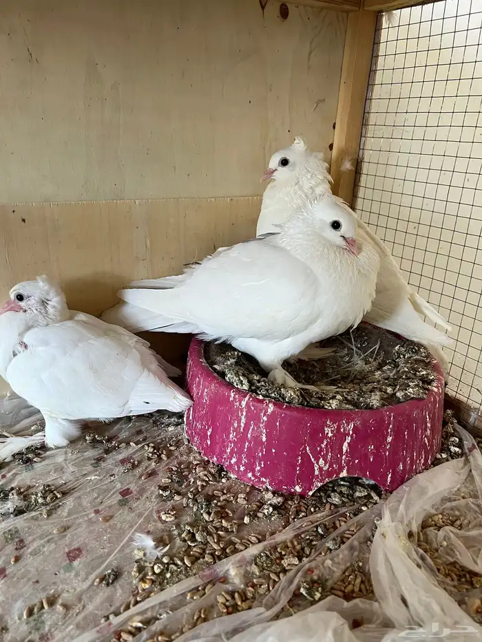 حمام زينه كوري وصنعاوي 4