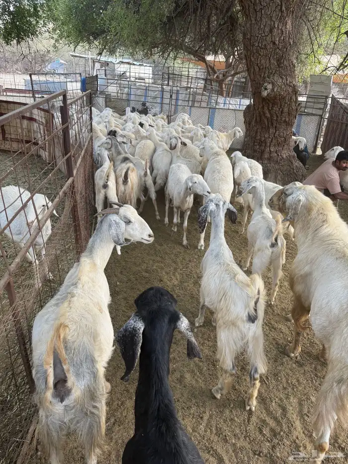 غنم البيع العدد 75 تحتها 8 17