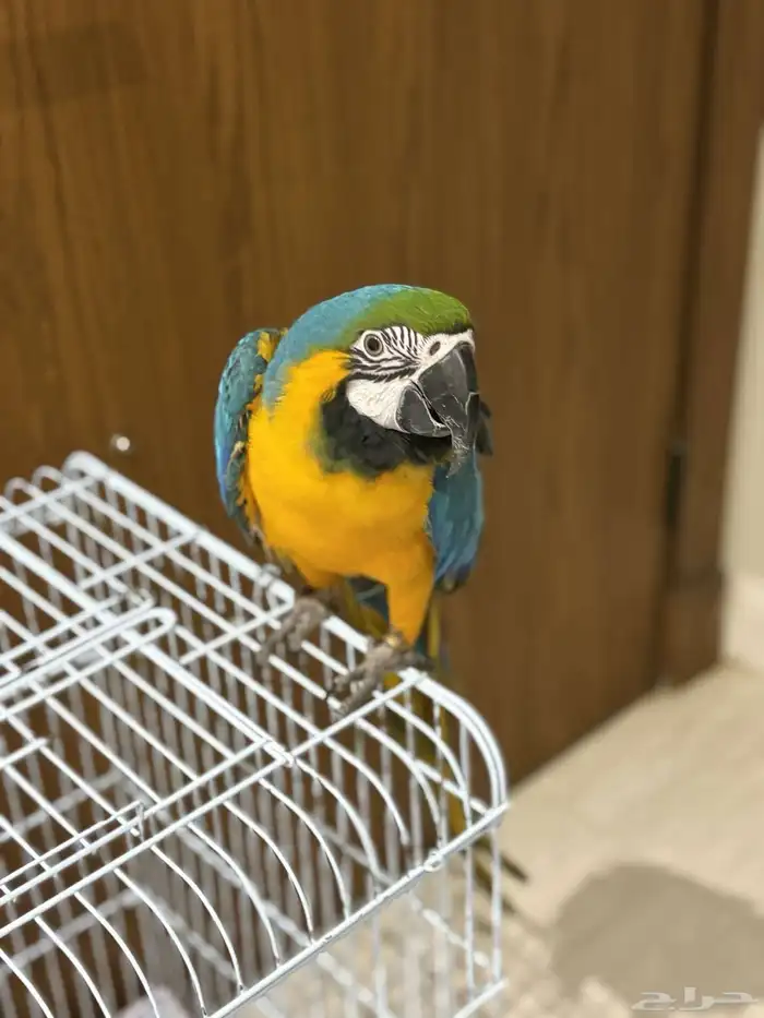 ببغاء مكاو للبيع 1