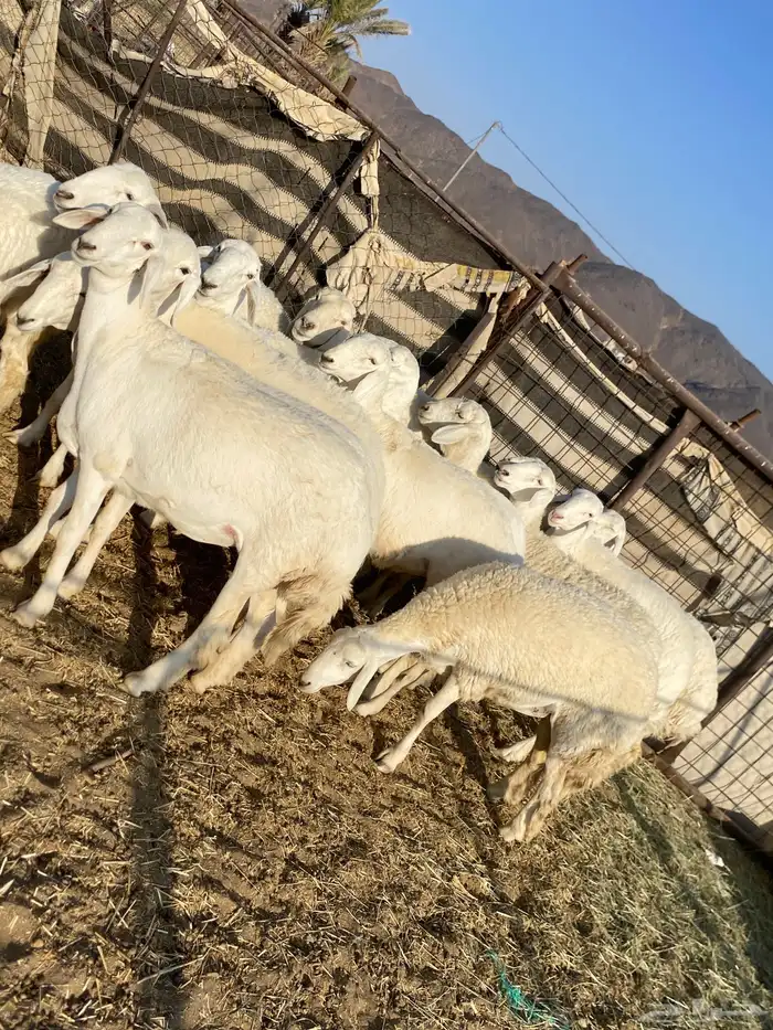 جذعات دفيع صنف الصنف 26