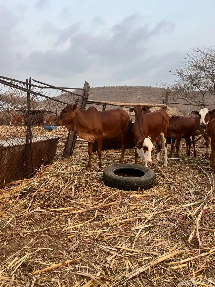 للي يرغب في تاسيس مراح بقر بلدي 5خبيش مراح واحد دهم و2ذكرا 2