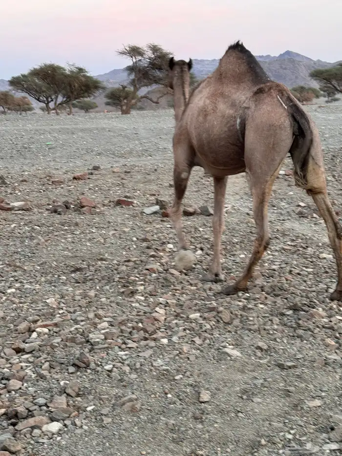 ناقه للبيع حايل له 4سنوات ملقحت 2