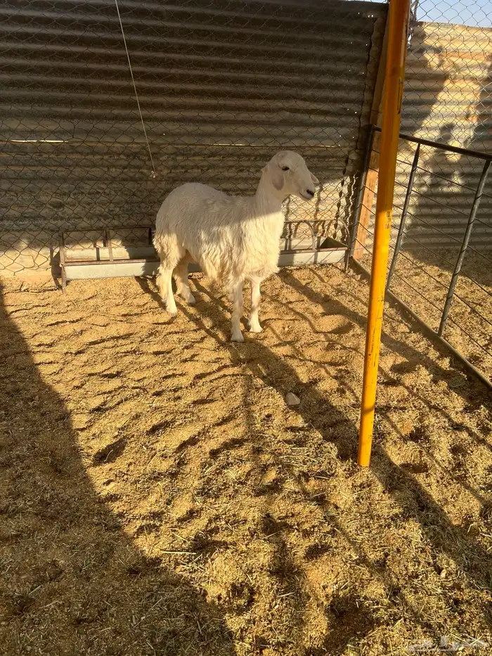 طليان فاخره ذبايح ورخال مقنوي وذبح 8