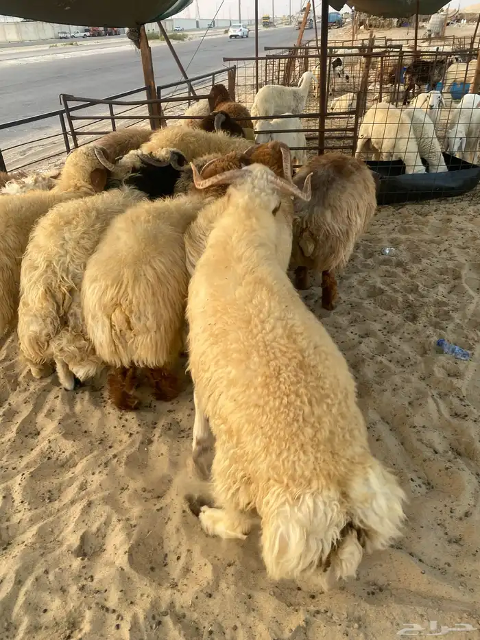 ذبايح نعيم فاخر مفاطيح وثلاجه مع الذح والتوصيل 0