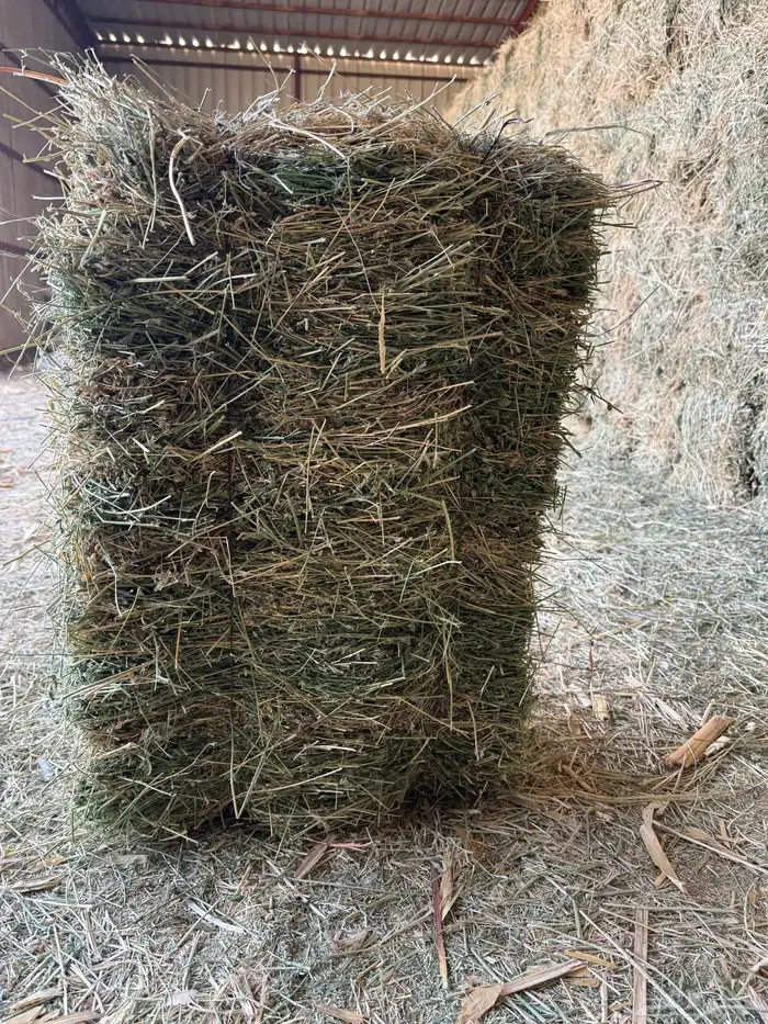 ذرة جيزانيه ناعمه   برسيم صافي ورق 7