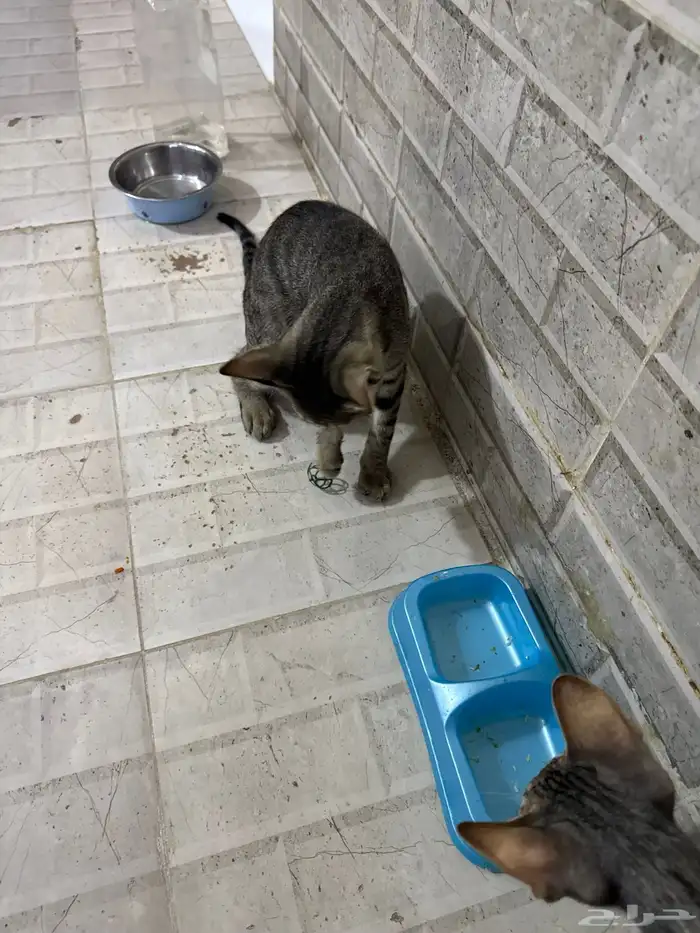 قطط للتبني 3