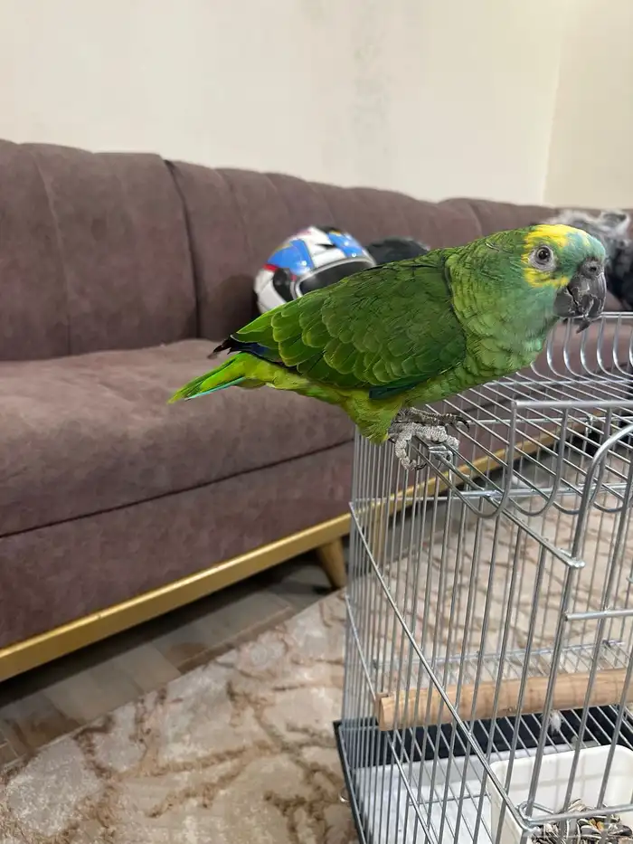 امزوني بلوفرنتد بلوفرند 0