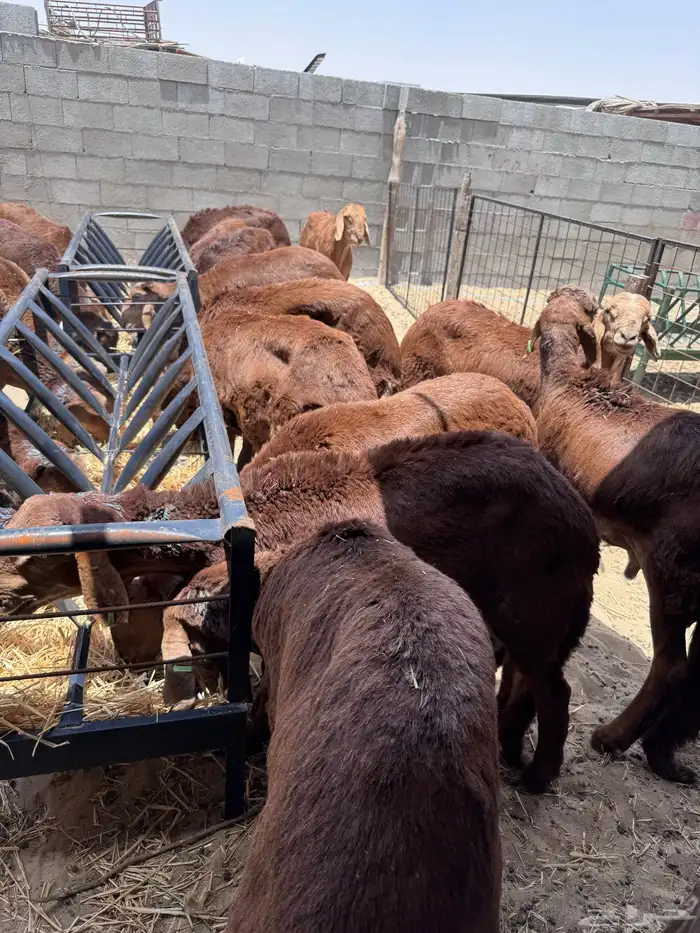 توفير ذبايح طازجة من السوق مباشرة 4