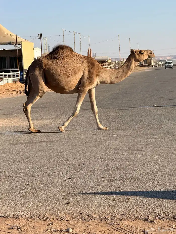 لقحه ملاقي 1