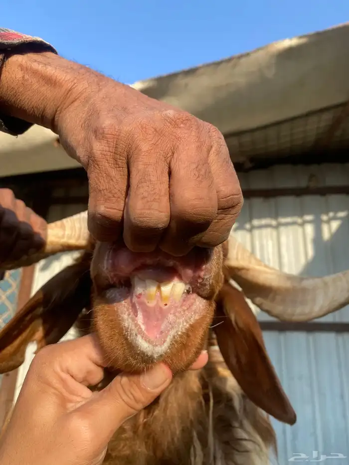 للبيع رخال نعيمي الصحه والسلامة شرط 6