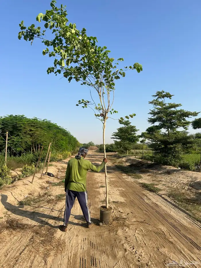 مشتل زراعي لبيع الاشجار بالجملة 15