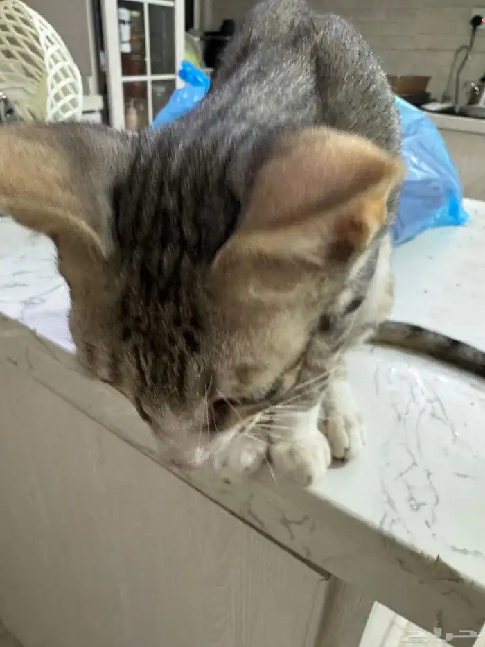 قطط للتبني 22