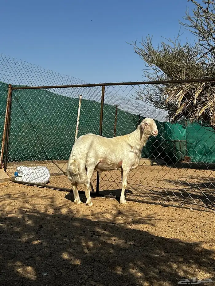 فحل اصفر ابرص 1