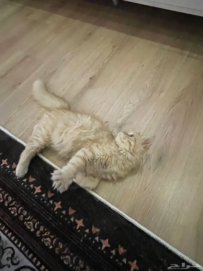 قط شيرازي اورنج كات بكامل اغراضه 0