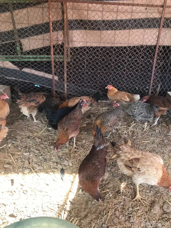 دجاج بلدي بياض 6